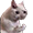 https://forumupload.ru/uploads/000f/09/5e/13019/970311.png