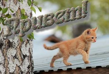 https://forumupload.ru/uploads/0010/6e/55/2/t871425.jpg