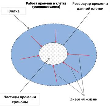 Схема зеркал козырева