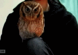 https://forumupload.ru/uploads/0011/8f/0e/2/610985.gif