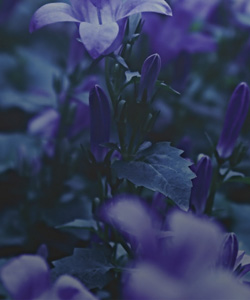 https://forumupload.ru/uploads/0011/8f/0e/2/821511.jpg