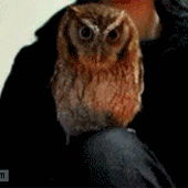 https://forumupload.ru/uploads/0011/8f/0e/2/908502.gif