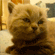 https://forumupload.ru/uploads/0011/93/3d/1074/t174313.gif