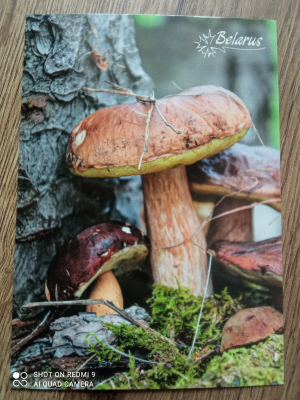 https://forumupload.ru/uploads/0011/9c/2c/1364/t558394.jpg