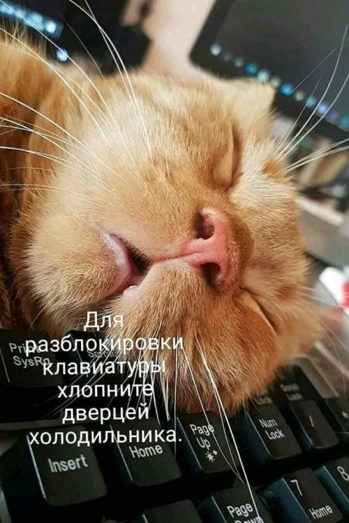 https://forumupload.ru/uploads/0012/6e/7d/1844/883905.jpg
