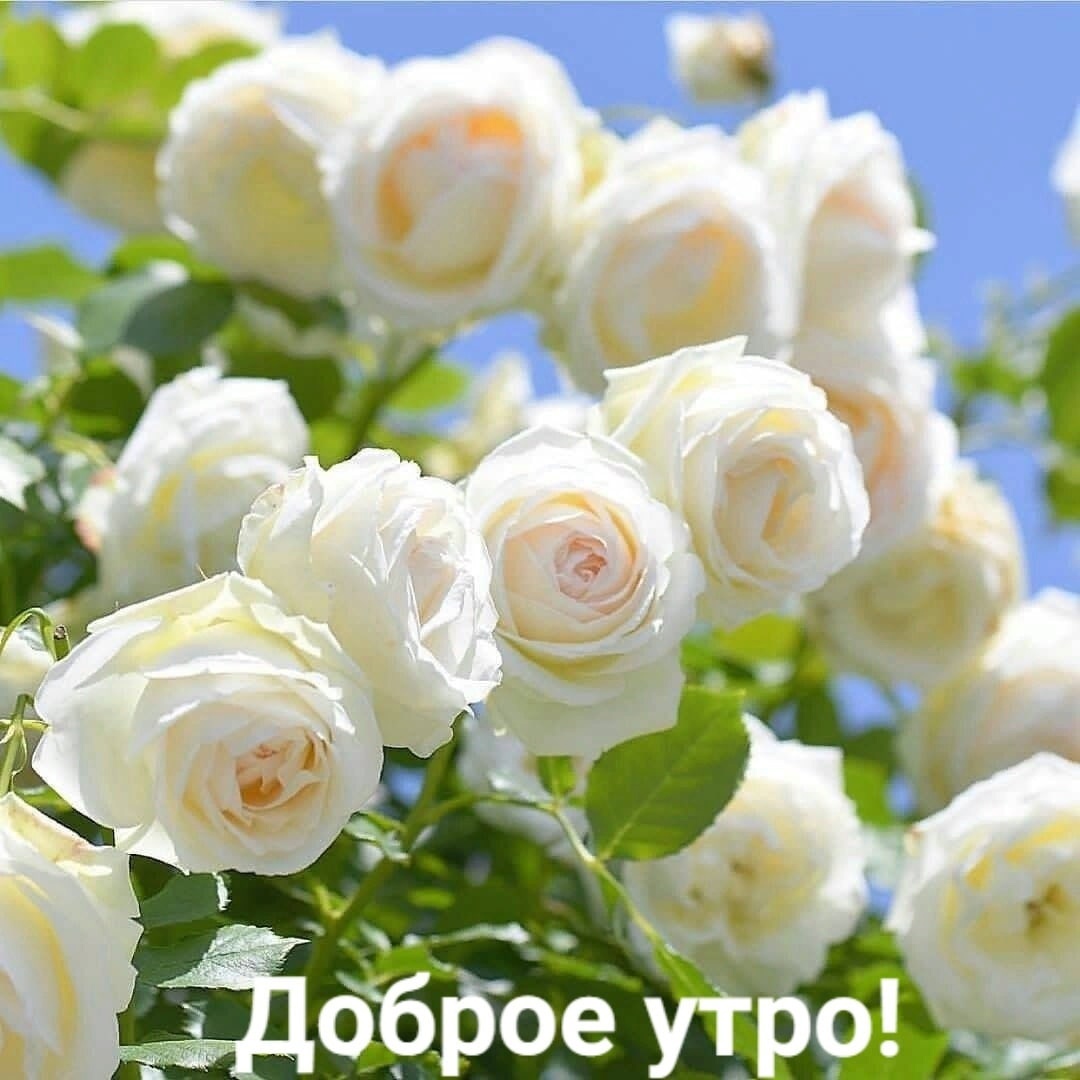 https://forumupload.ru/uploads/0012/6e/7d/1850/329000.jpg