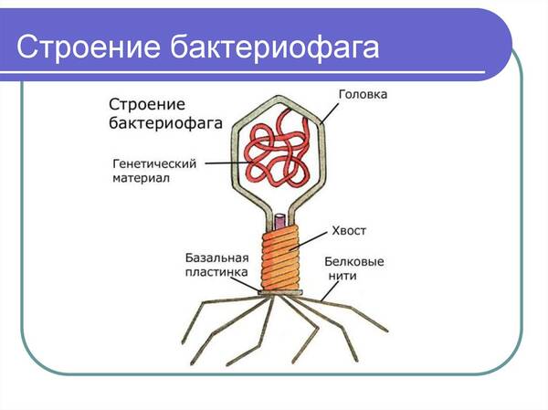 https://forumupload.ru/uploads/0012/d6/0d/1862/t592194.jpg