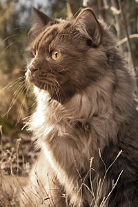 https://forumupload.ru/uploads/0013/6e/7e/2/654180.png