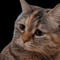 https://forumupload.ru/uploads/0015/e5/b7/3090/226597.gif