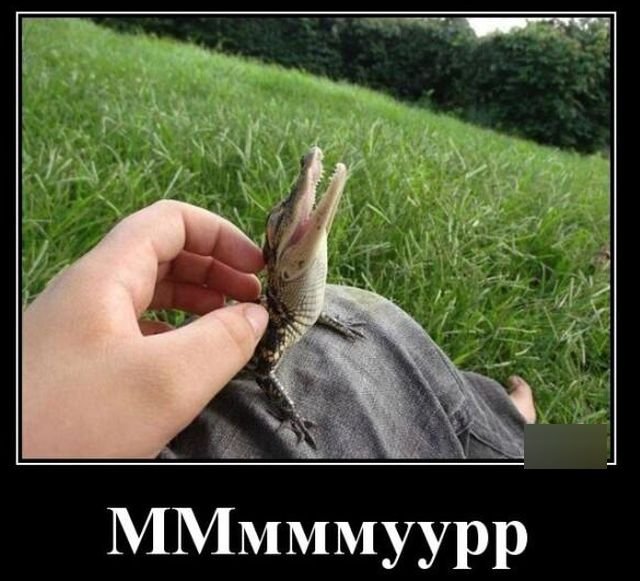 https://forumupload.ru/uploads/0019/3a/78/16/446733.jpg