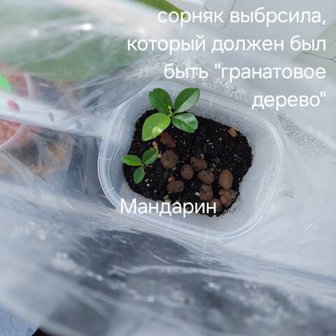 https://forumupload.ru/uploads/0019/3a/78/212/t271200.jpg