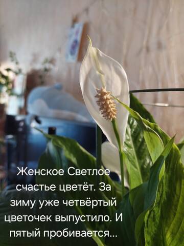 https://forumupload.ru/uploads/0019/3a/78/212/t422784.jpg