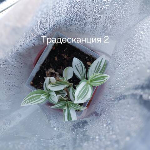 https://forumupload.ru/uploads/0019/3a/78/212/t507977.jpg