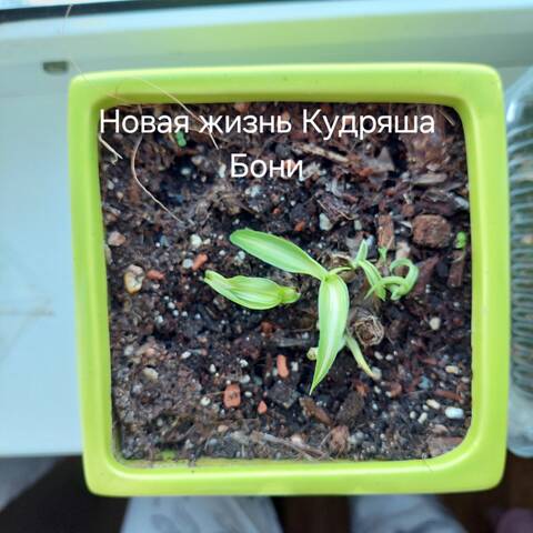 https://forumupload.ru/uploads/0019/3a/78/212/t847377.jpg