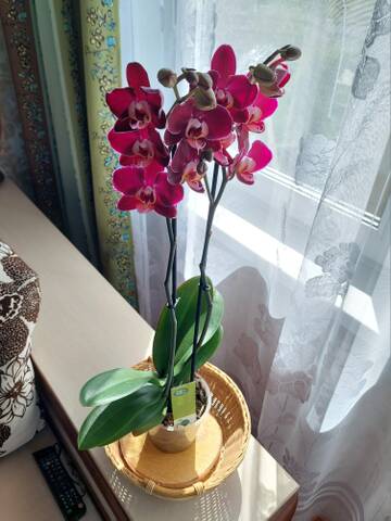 https://forumupload.ru/uploads/0019/3a/78/212/t89634.jpg