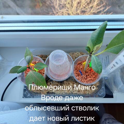 https://forumupload.ru/uploads/0019/3a/78/212/t93985.jpg