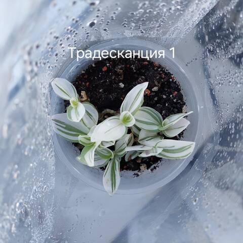 https://forumupload.ru/uploads/0019/3a/78/212/t988017.jpg