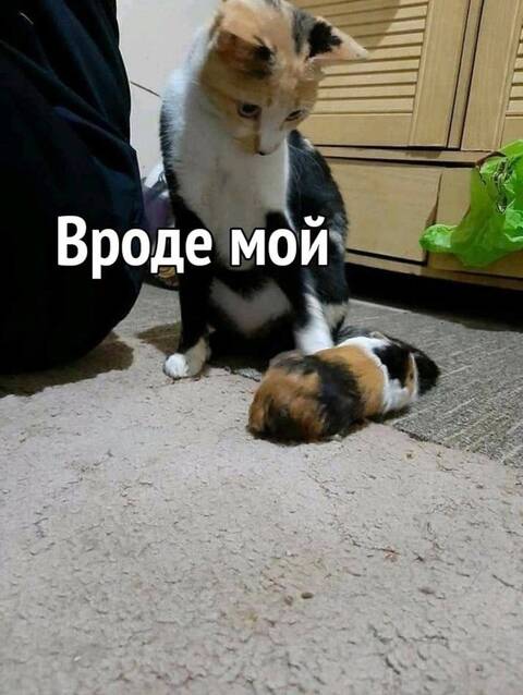 https://forumupload.ru/uploads/0019/3a/78/253/t324624.jpg