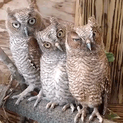 https://forumupload.ru/uploads/0019/3a/78/253/t625068.gif