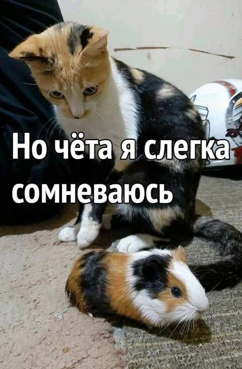 https://forumupload.ru/uploads/0019/3a/78/253/t639072.jpg