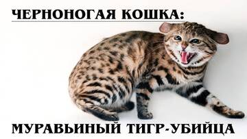 https://forumupload.ru/uploads/0019/3a/78/272/t791831.jpg