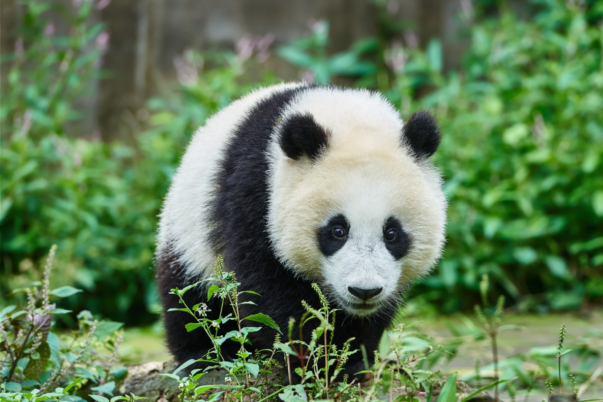 Панда играет. Панда Тотем. Сычуань Панда рисунок. Панда и медведь играют. Про панду на английском