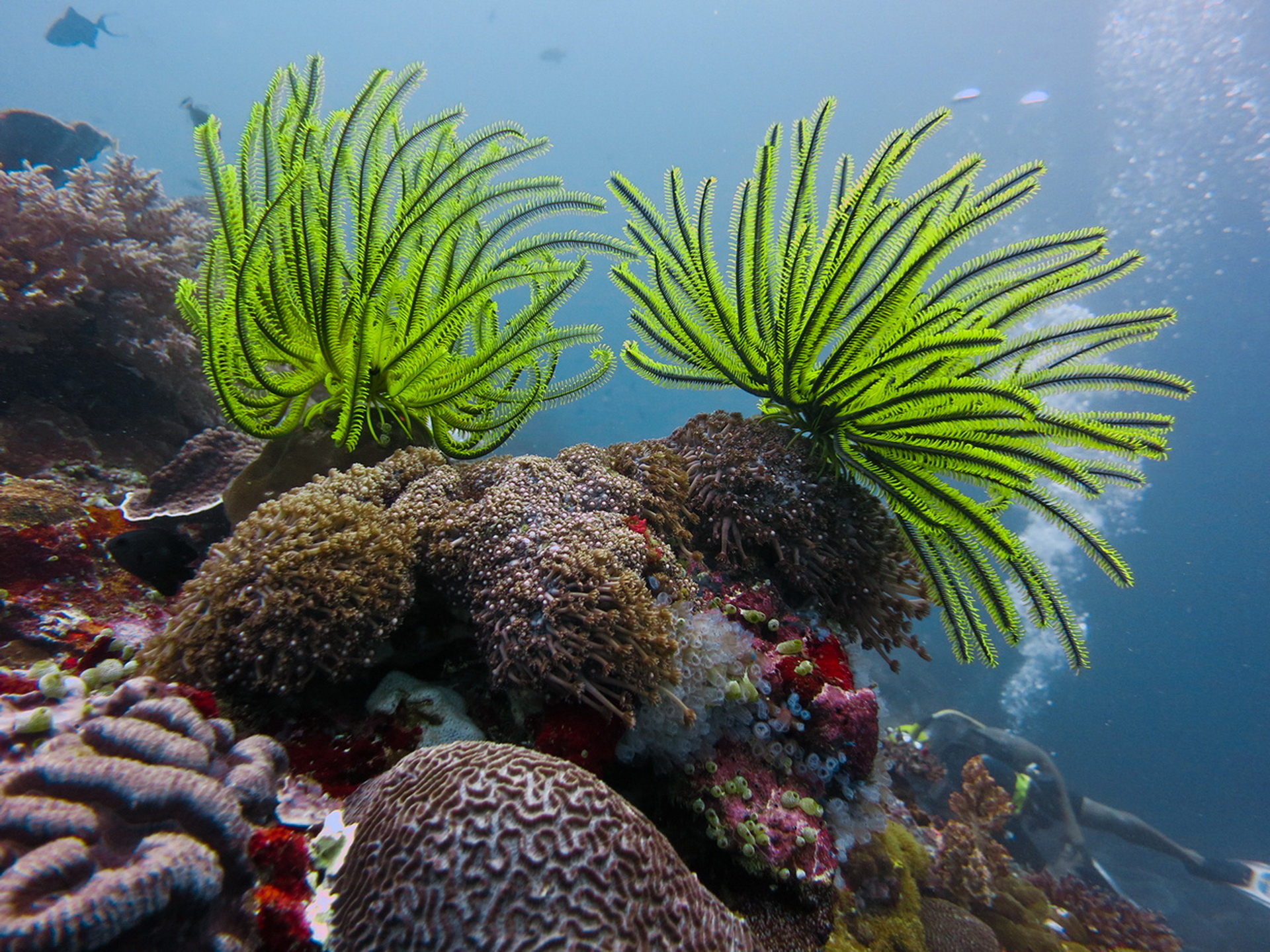 Сообщение растительный мир в океане. Риф Туббатаха. Туббатаха Филиппины. Морские лилии Атлантический океан. Атлантический океан коралловый риф.