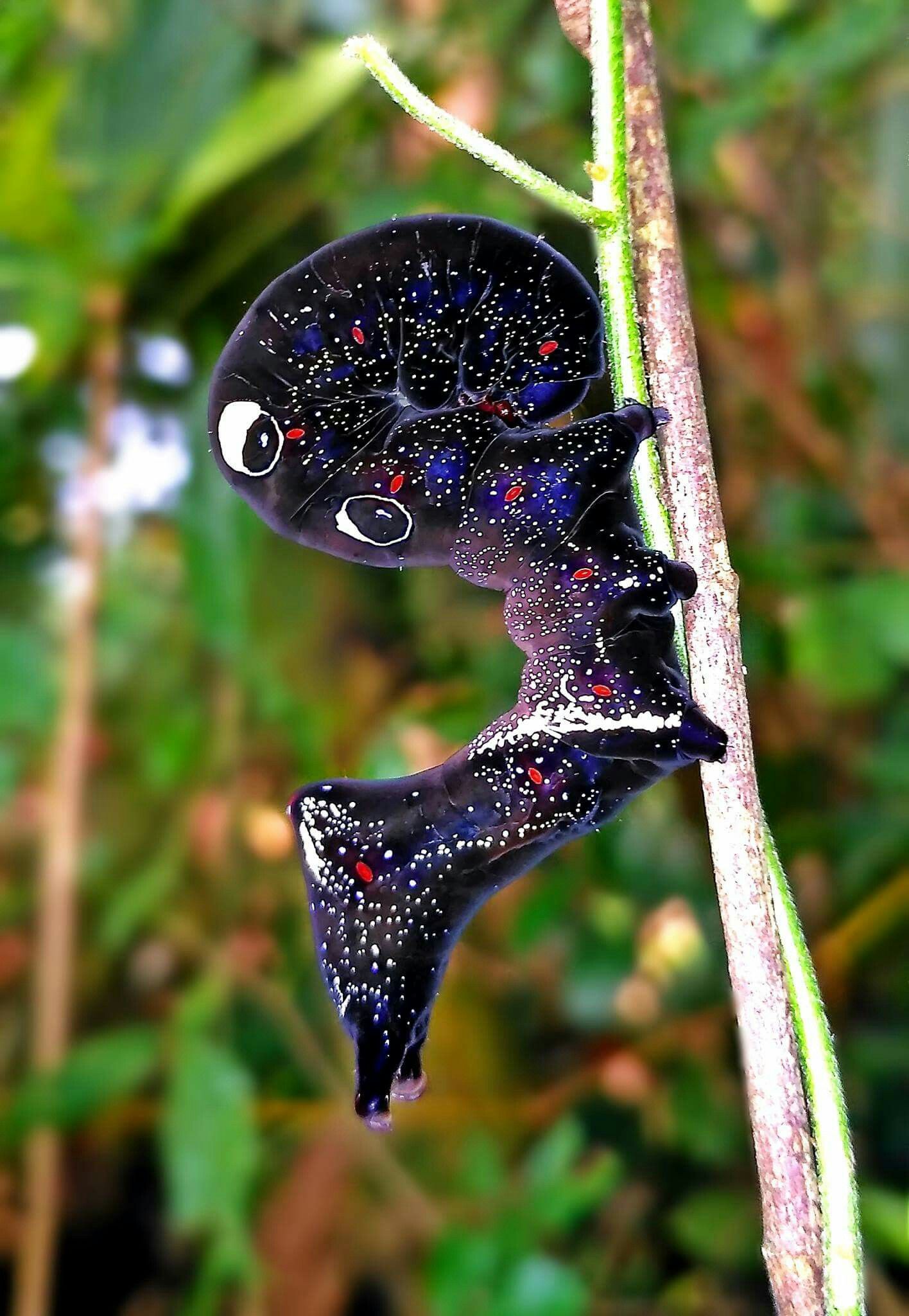 Самый редкий день. Гусеница Eudocima phalonia. Eudocima phalonia бабочка. Гусеница тропической бабочки Eudocima phalonia. Необычные гусеницы.