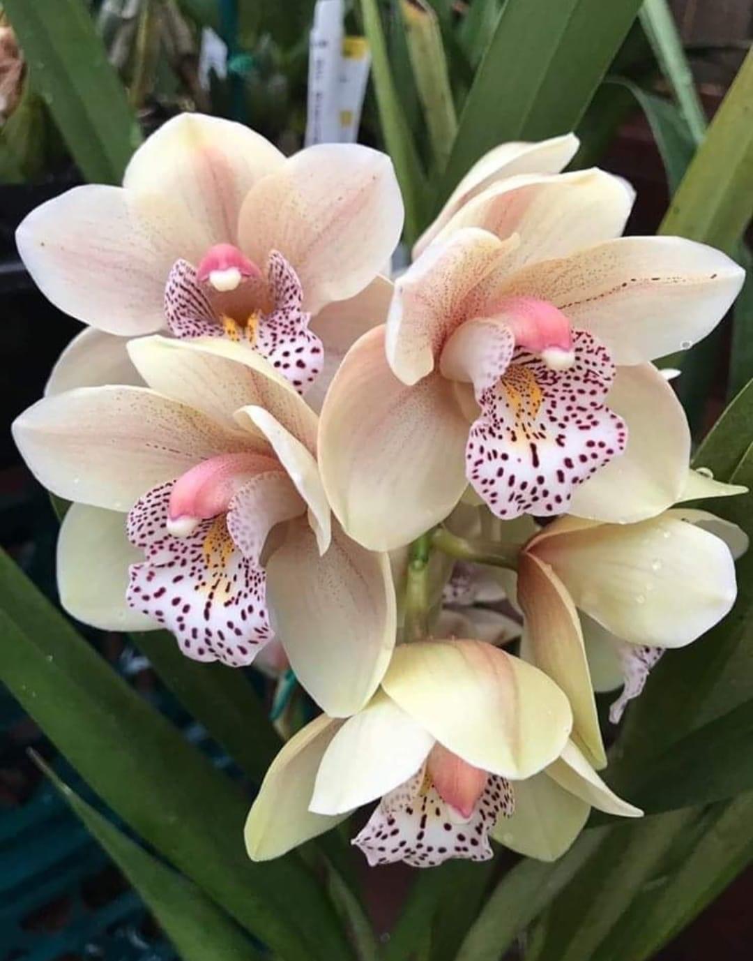 Редкие Орхидеи