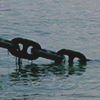 https://forumupload.ru/uploads/0019/4f/84/186/256109.png