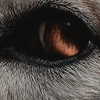 https://forumupload.ru/uploads/0019/4f/84/241/178866.png