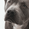 https://forumupload.ru/uploads/0019/4f/84/241/979089.png