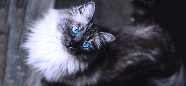 https://forumupload.ru/uploads/0019/c8/05/1011/t397897.png