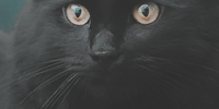 https://forumupload.ru/uploads/0019/c8/05/3/285486.png