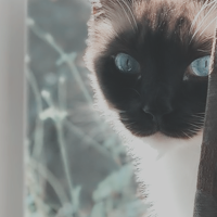 https://forumupload.ru/uploads/0019/c8/05/3/340108.png