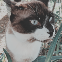 https://forumupload.ru/uploads/0019/c8/05/3/540584.png