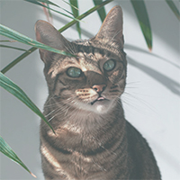 https://forumupload.ru/uploads/0019/c8/05/5/237097.jpg