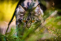https://forumupload.ru/uploads/0019/c8/05/557/598576.png