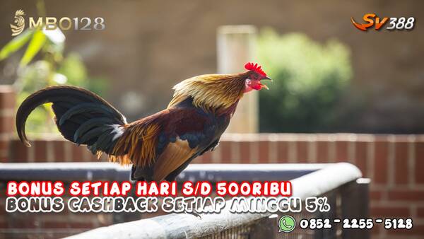 SITUS SABUNG AYAM ONLINE TERPERCAYA 2022 T130594