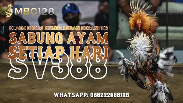 BONUS KEMENANGAN BERUNTUN SABUNG AYAM ONLINE MBO128 T273507