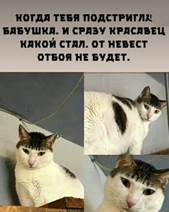 https://forumupload.ru/uploads/001a/00/cb/43/317468.jpg