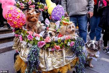 «Сотни жителей Нью-Йорка заполонили улицы Манхэттена на ежегодном Пасхальном параде, одетые в яркие наряды, дополненные кроличьими ушками»: На пасхальный парад шляп пришли даже собаки в маскарадных костюма T422782