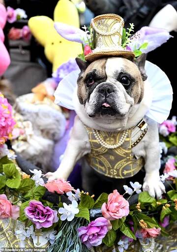 «Сотни жителей Нью-Йорка заполонили улицы Манхэттена на ежегодном Пасхальном параде, одетые в яркие наряды, дополненные кроличьими ушками»: На пасхальный парад шляп пришли даже собаки в маскарадных костюма T466617