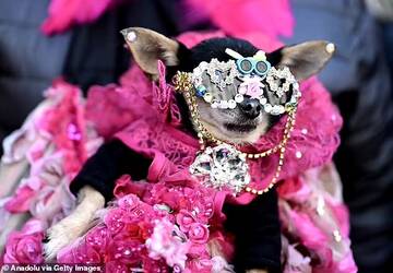 «Сотни жителей Нью-Йорка заполонили улицы Манхэттена на ежегодном Пасхальном параде, одетые в яркие наряды, дополненные кроличьими ушками»: На пасхальный парад шляп пришли даже собаки в маскарадных костюма T87205