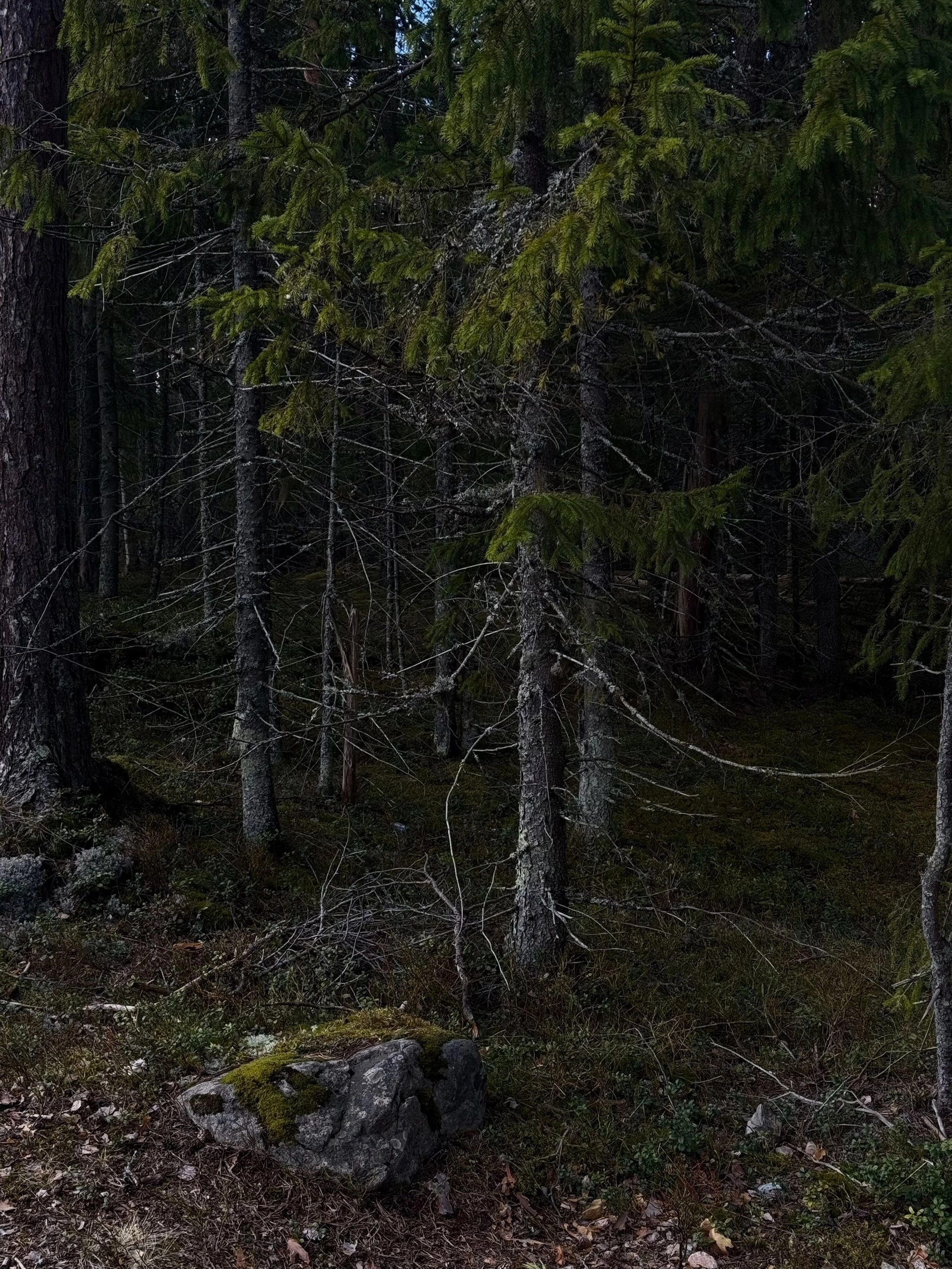 https://forumupload.ru/uploads/001a/8c/05/249/160776.webp