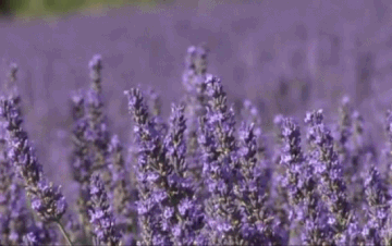 https://forumupload.ru/uploads/001a/8c/12/11/t338666.gif