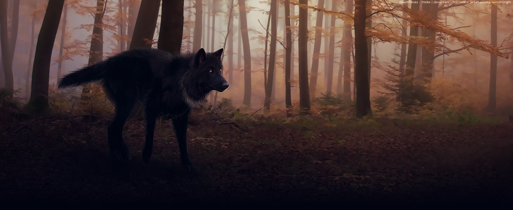 Черный волк в лесу