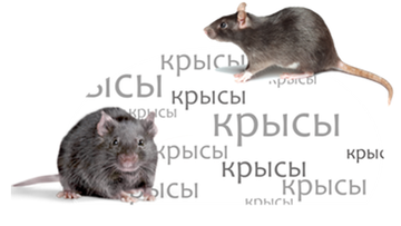 https://forumupload.ru/uploads/001a/b1/70/111/t697744.png