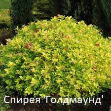 https://forumupload.ru/uploads/001a/b2/60/3/399615.jpg