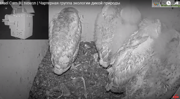 https://forumupload.ru/uploads/001a/f0/62/7/t182294.png